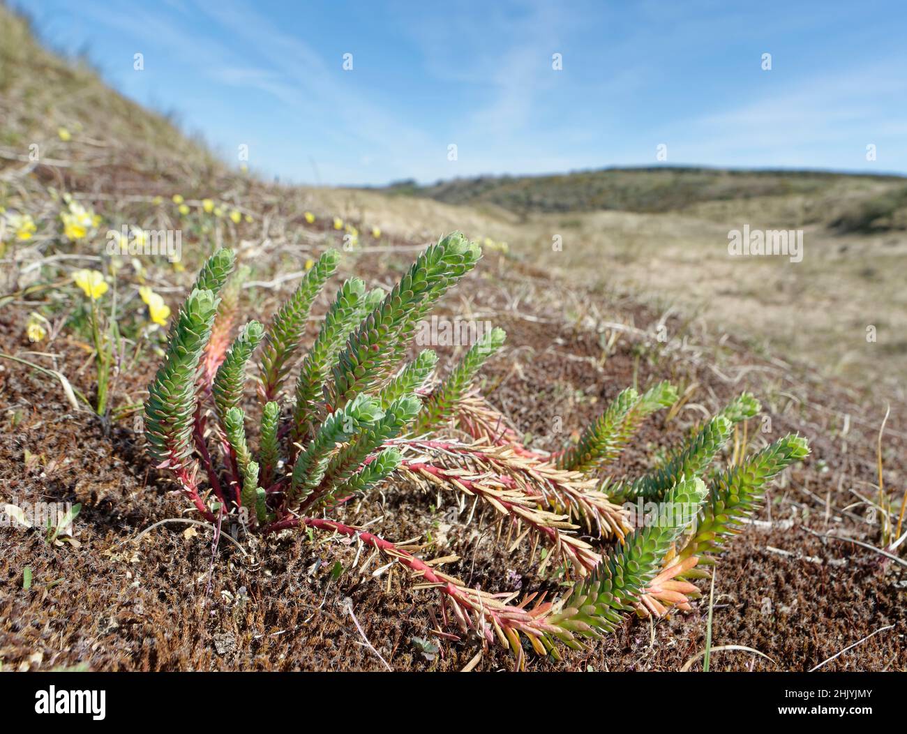 Seespurge (Eforbia paralias) wächst auf Küstensanddünen, Merthyr Mawr Warren NNR, Glamorgan, Wales, Großbritannien, April. Stockfoto