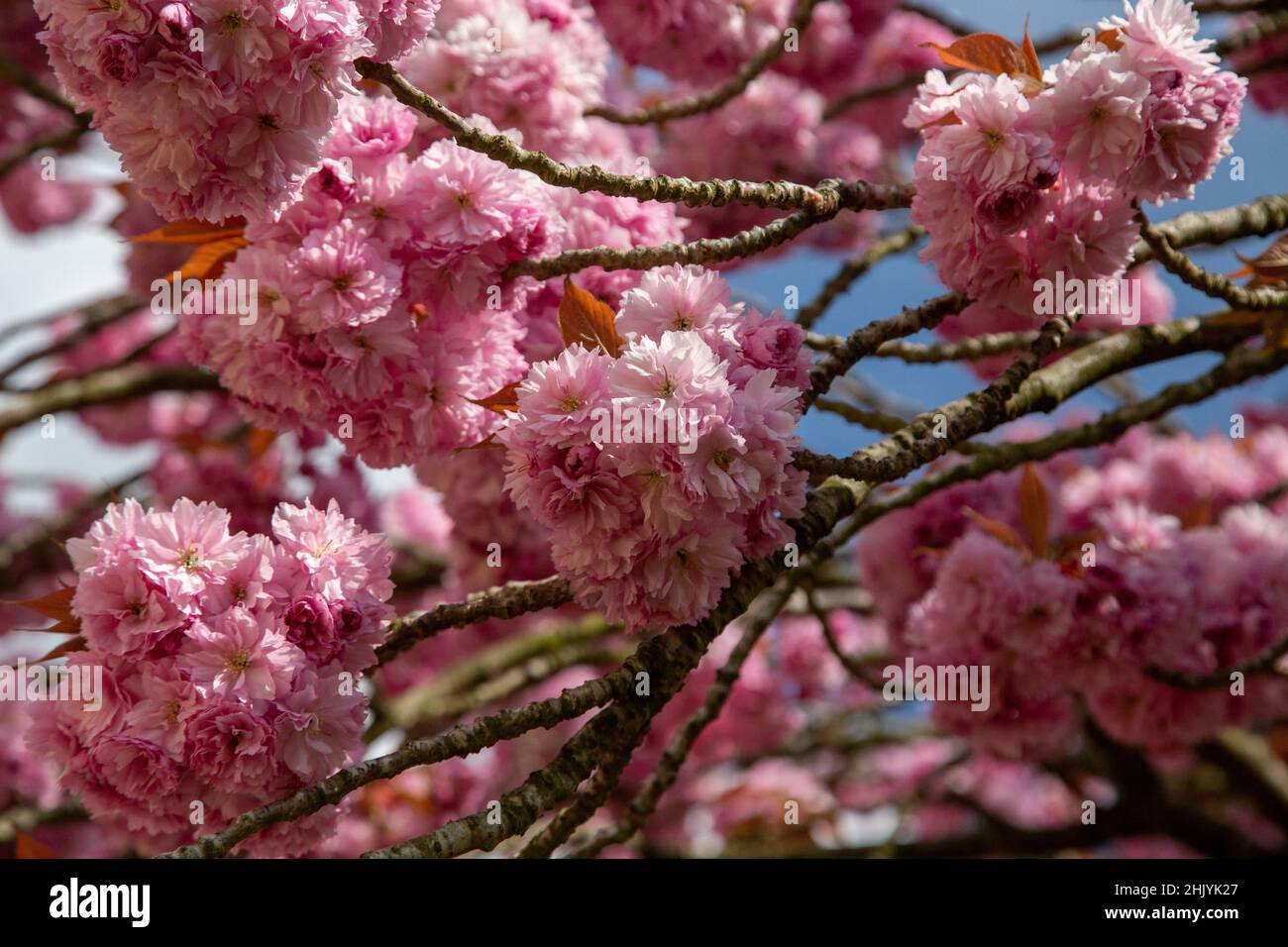 Japanischer Kirschbaum blüht in voller Blüte. Stockfoto