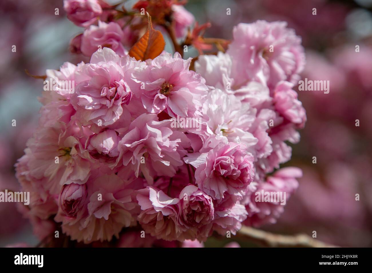 Japanischer Kirschbaum blüht in voller Blüte. Stockfoto