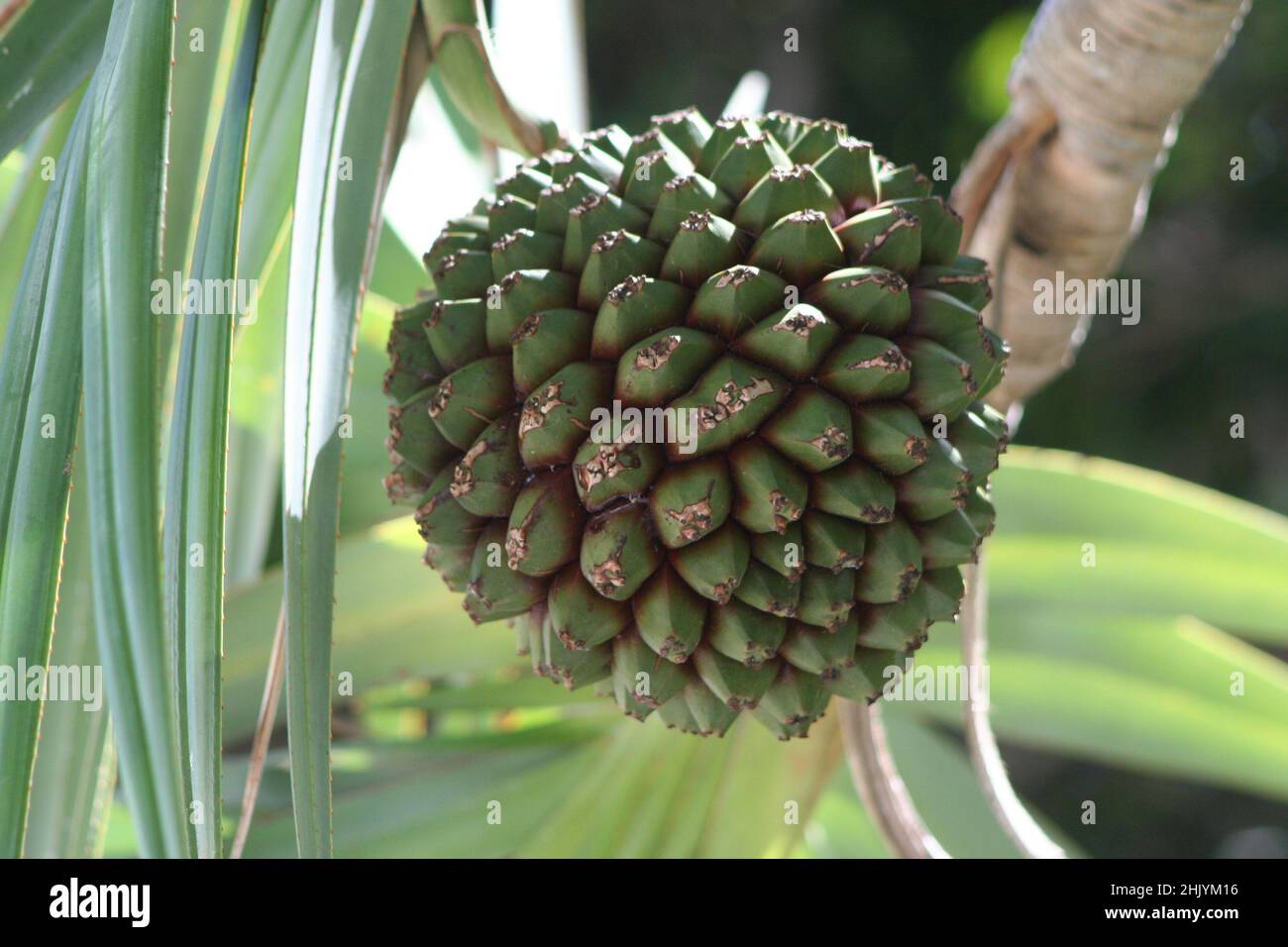 Pandanus Utilis Stockfotos und bilder Kaufen Alamy