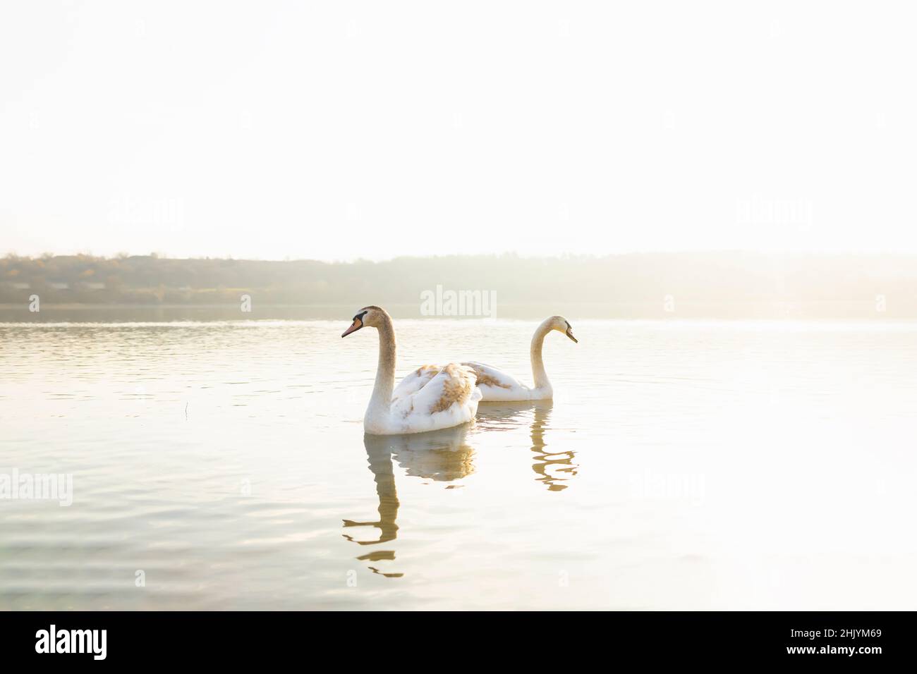 Zwei schöne Schwäne schwimmen zusammen in einem Fluss Stockfoto