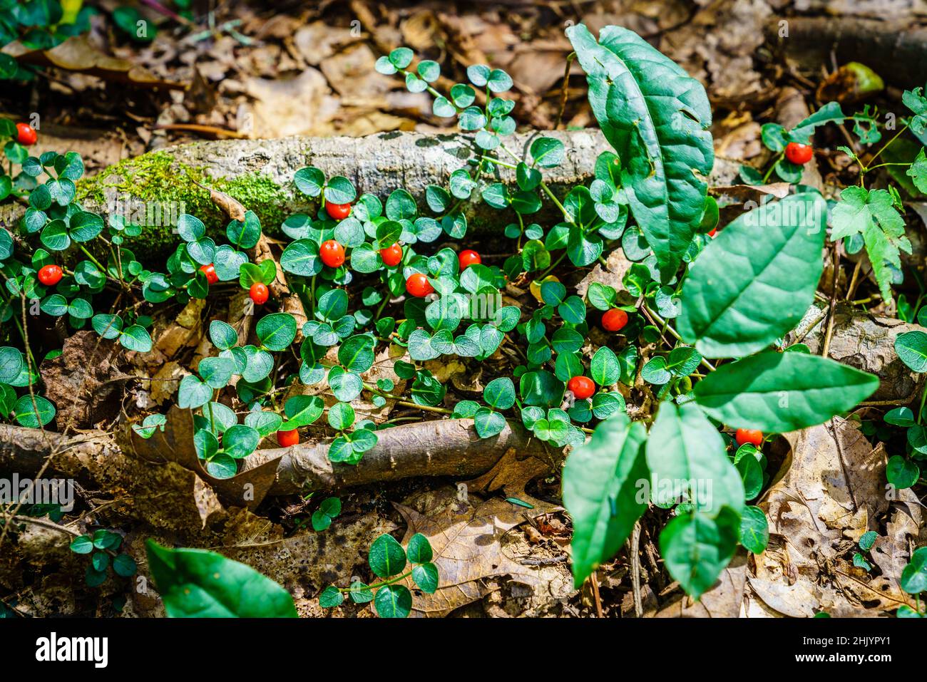 Nahaufnahme von Perlbeere oder Mitchella repens Stockfoto