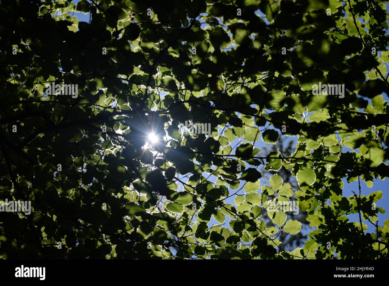 Sonnenlicht schächte durch Baumblätter Stockfoto