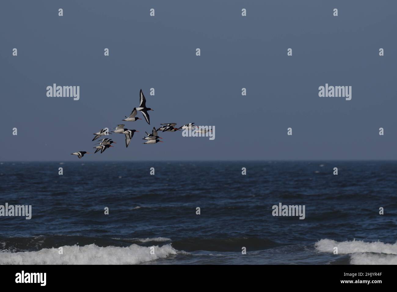 Austernfischer im Flug Stockfoto