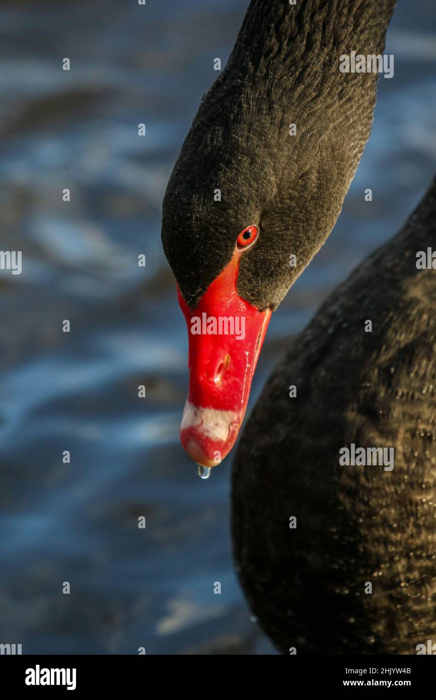 Schwarzer Schwan Stockfoto
