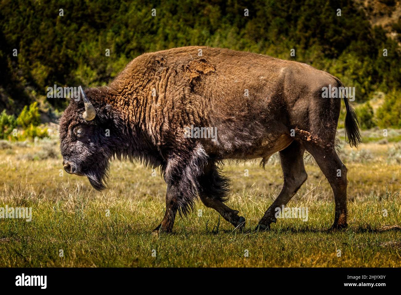 Beautiwild American Bison in der Wildnis Stockfoto