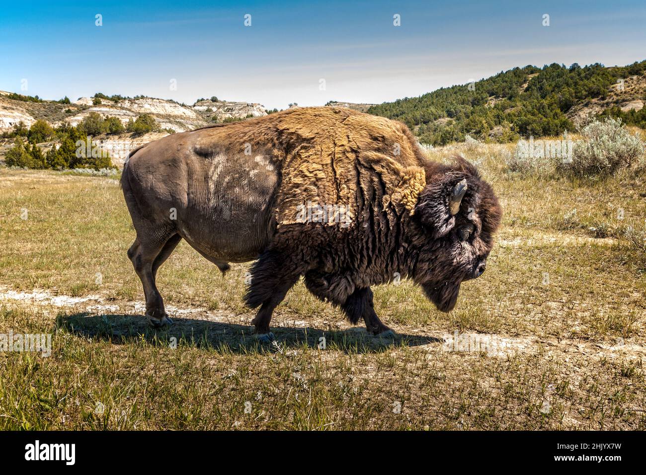 Wunderschöne wilde American Bison in der Wildnis, North Dakota Stockfoto
