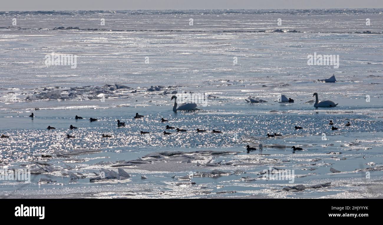 Harrison Township, Michigan - Mute Swans (Cygnus olor) und Enten auf dem Lake St. Clair im Winter. Mute Schwäne gelten in Michigan als invasive Spezies Stockfoto
