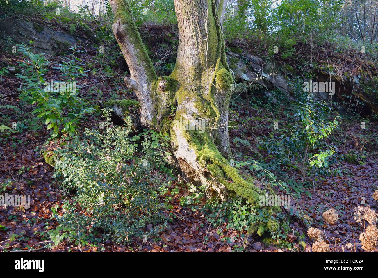 Skurrile Moose auf wachsenden Bäumen im Wald. Stockfoto