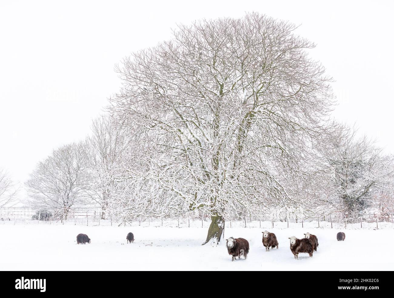 Herdwick Schafe (Mutterlamm) im Schnee Stockfoto