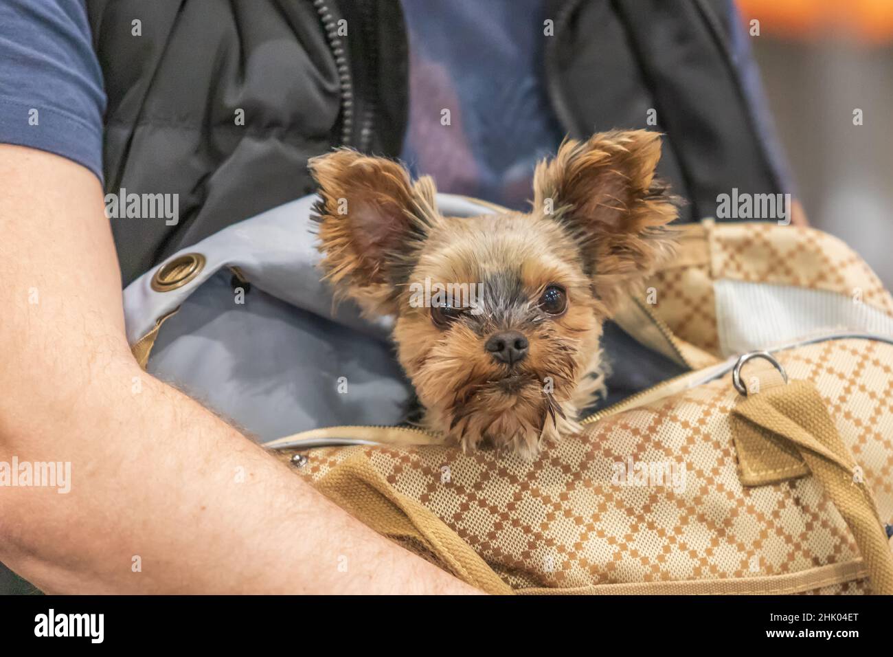 Kleiner Hunderasse Yorkshire Terrier. Der Hund ist in der Tasche in seinen Armen. Stockfoto