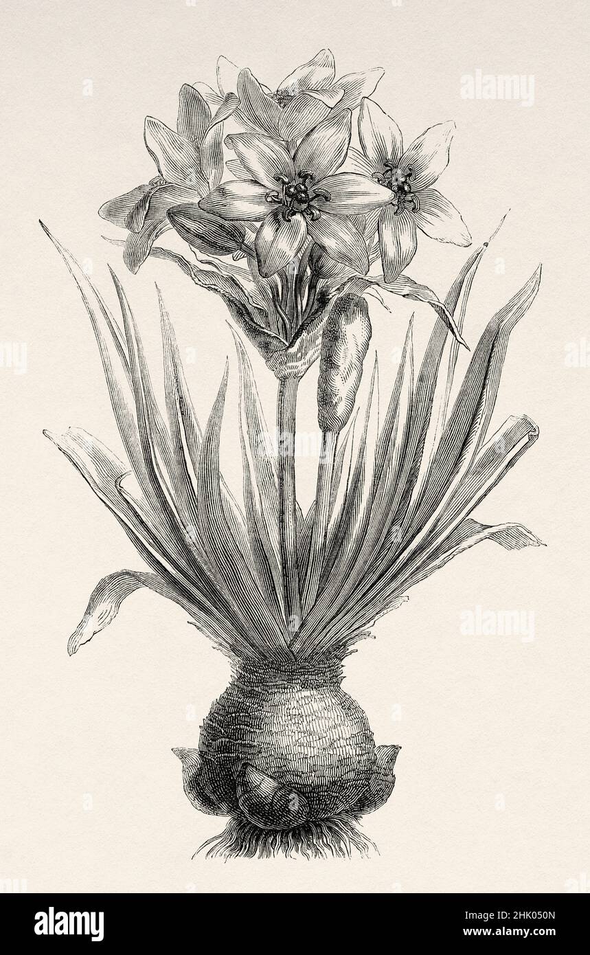 Ornithogalum divergens Boreau. Schwangere Zwiebel Ornithogalum caudatum, Südperu. Südamerika. Alte, 19th. Jahrhundert gravierte Illustration von der Reise durch Südamerika von Paul Marcoy, Le Tour du Monde 1870 Stockfoto