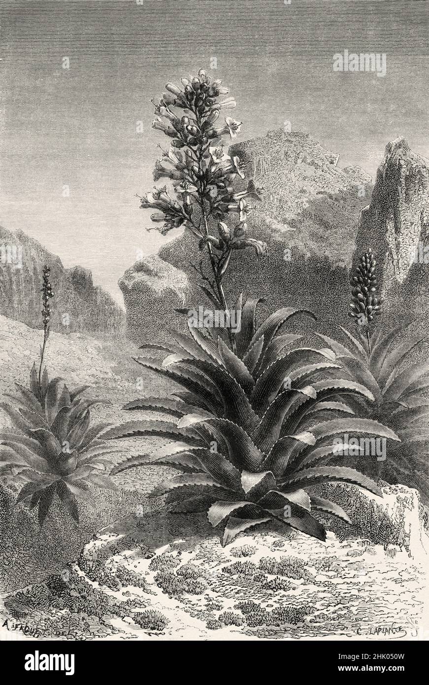 Aechmea Paniculata in Bloom, Südperu. Südamerika. Alte, 19th. Jahrhundert gravierte Illustration von der Reise durch Südamerika von Paul Marcoy, Le Tour du Monde 1870 Stockfoto