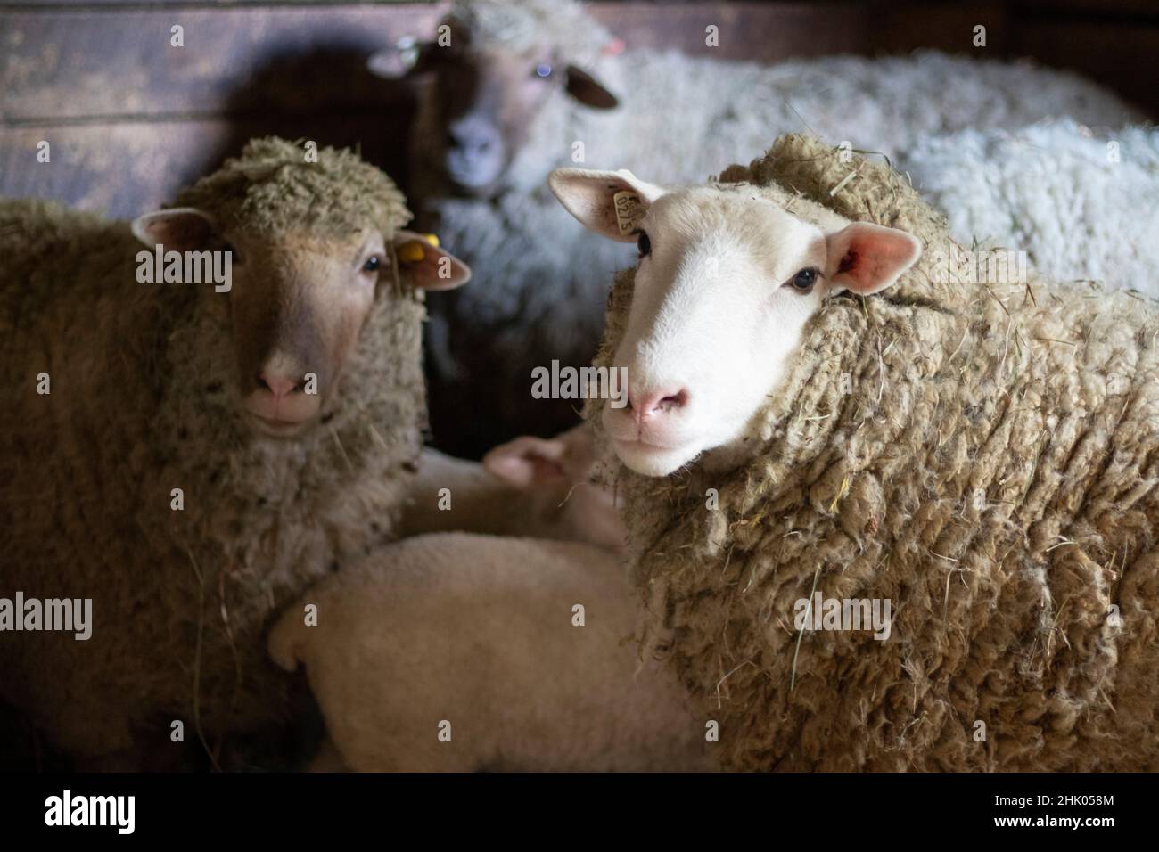 Schaffamilie mit Baby Lamm in Scheune auf kleinen ländlichen Bauernhof in Pennsylvania, USA Stockfoto