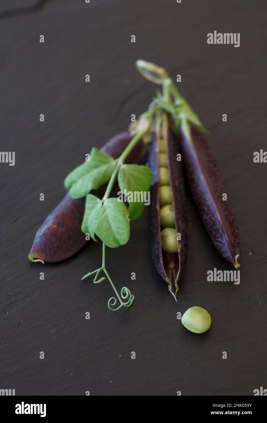 Heritage lila podded Erbsen mit Blättern und Ranken auf Nieten Schiefer Arbeitsfläche Stockfoto