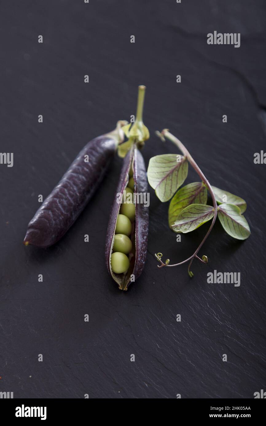 Frische Erbsen mit violetten Schoten auf der Arbeitsfläche aus Nietschiefer Stockfoto