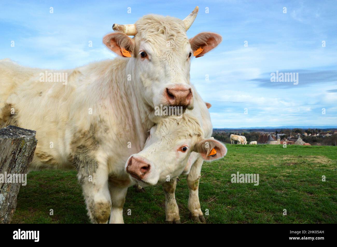 Eine Herde von Charolais Kühen auf einem Feld, auf dem Land. Stockfoto