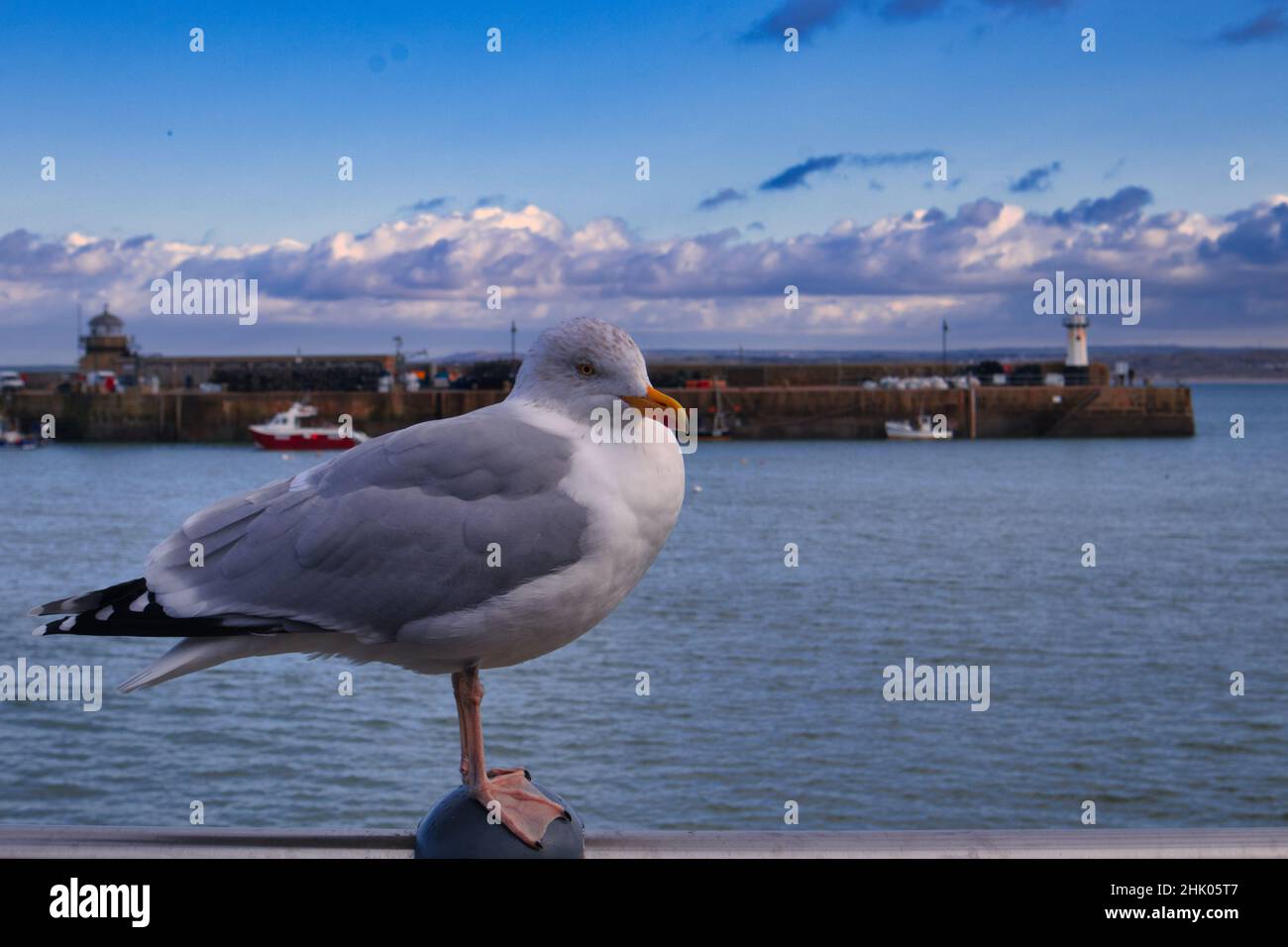 St. Ives Seagull mit Leuchtturm im Hintergrund Stockfoto