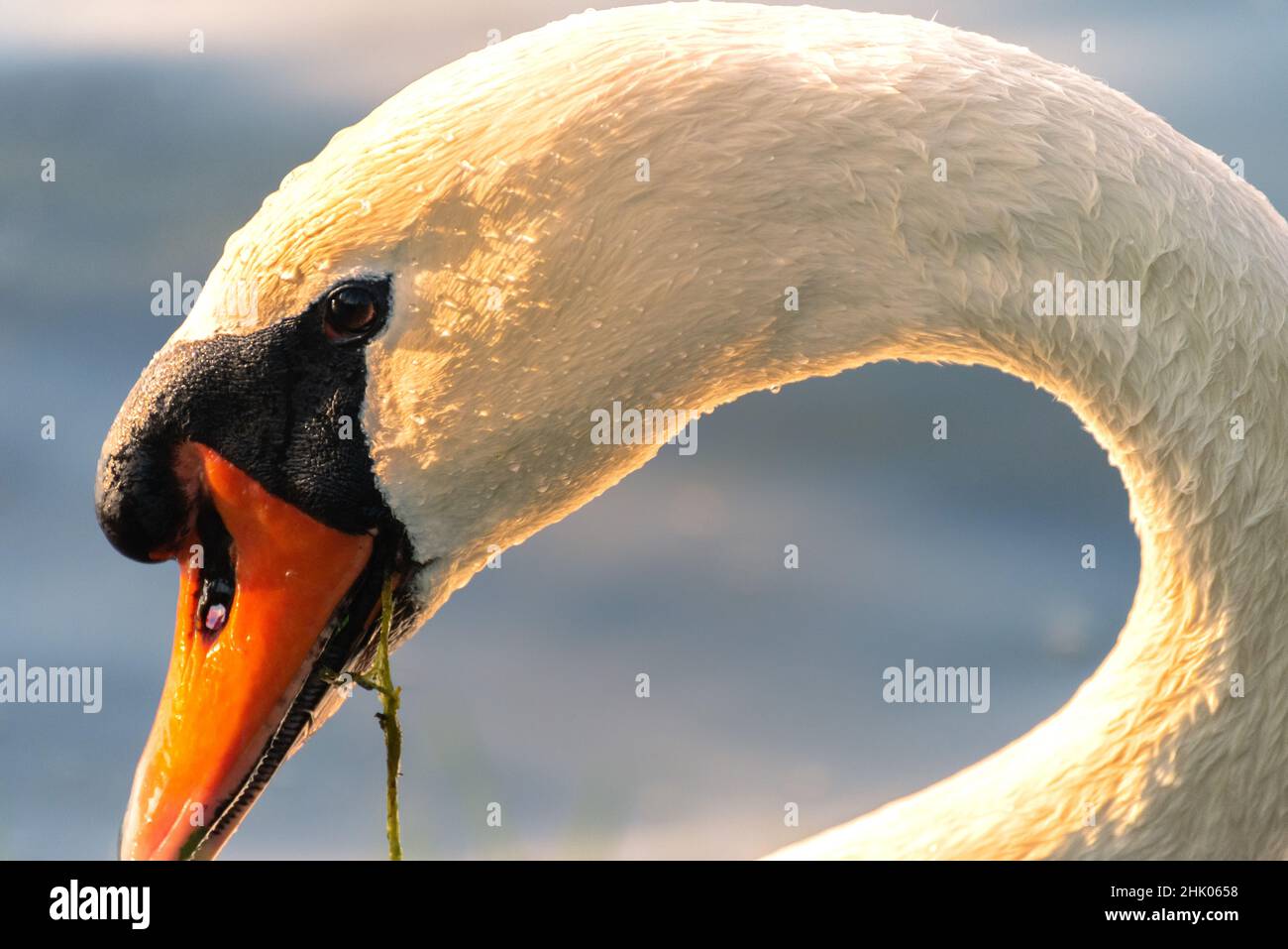 Weißer Schwan mit Algen im Schnabel Stockfoto
