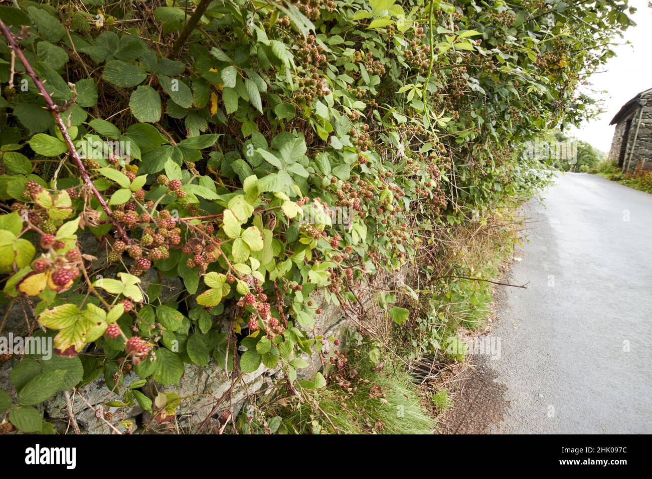 Unreife Brombeersträucher am Straßenrand langdale Valley, Lake District, cumbria, england, uk Stockfoto