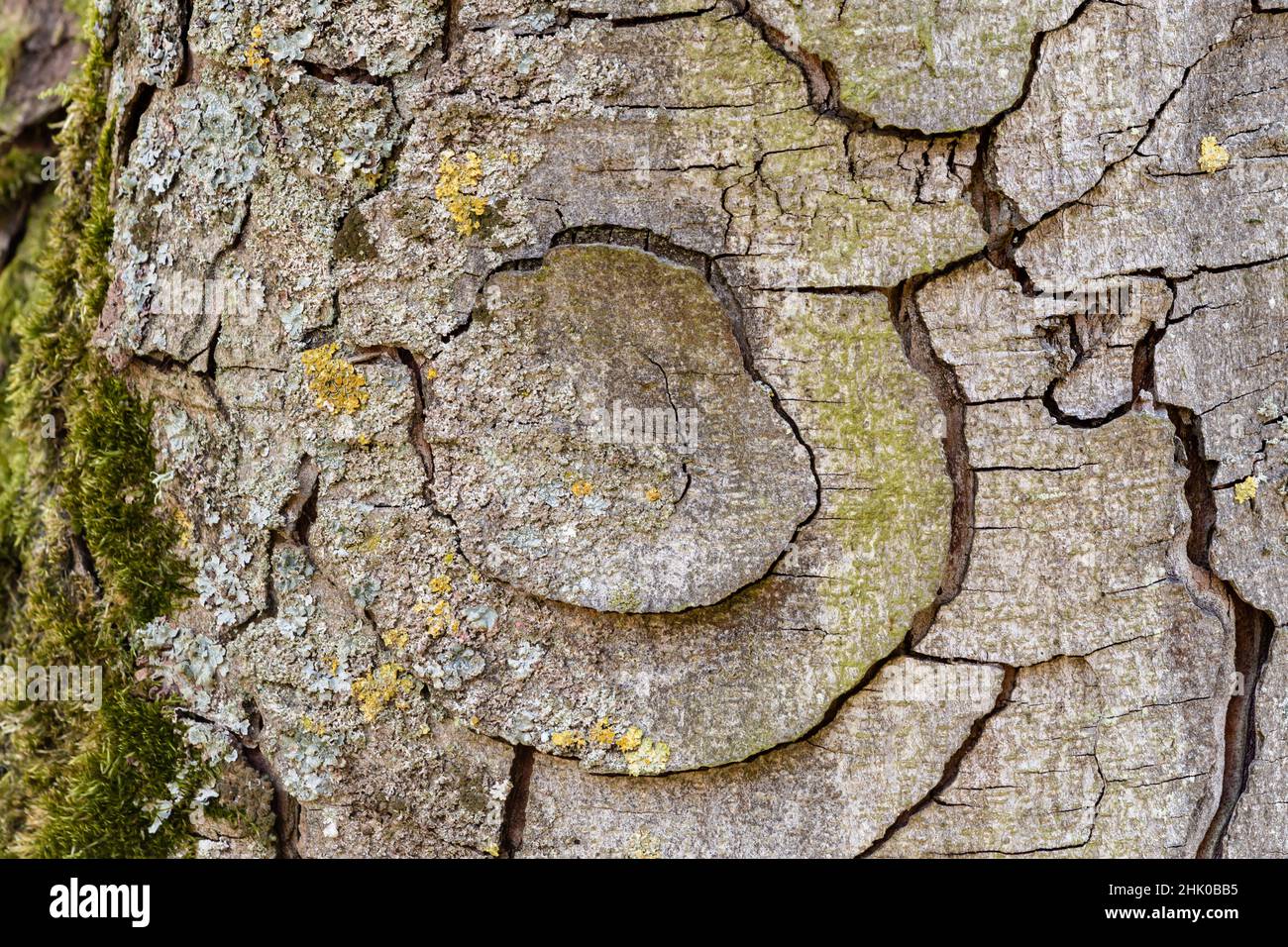 Schöne Kreise in trockener Rinde einer alten Buche Stockfoto