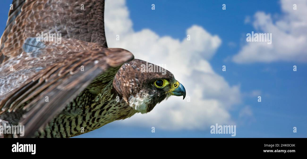 Wanderfalke (Falco peregrinus) Nahaufnahme des Weibchens im Flug gegen den blauen Himmel mit weißen Wolken. Digitales Composite Stockfoto