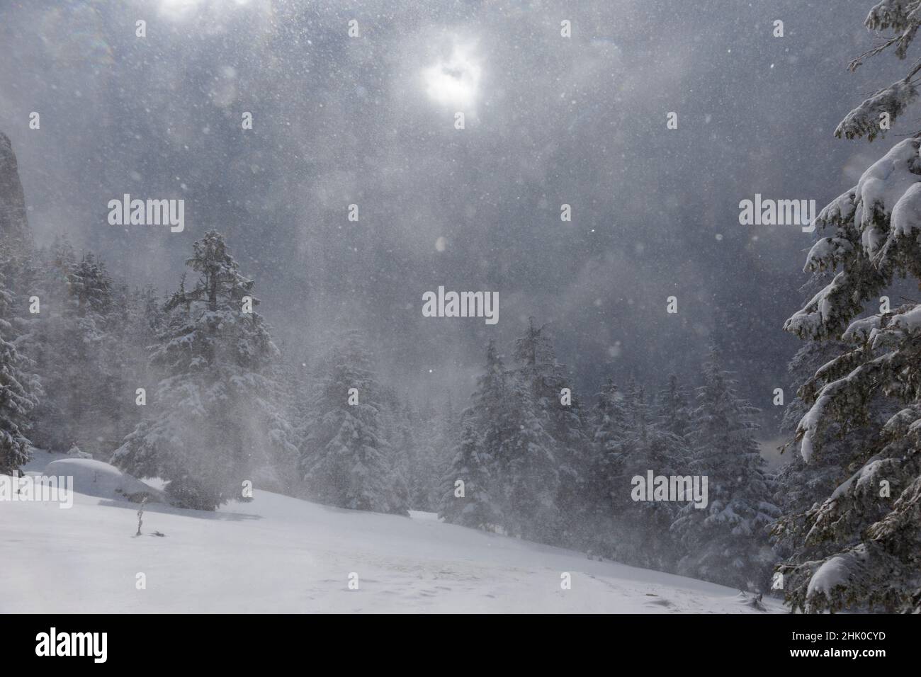 Hintergrund Landschaft, Bergkiefernwald während eines Schneesturms in schwarz und weiß Stockfoto