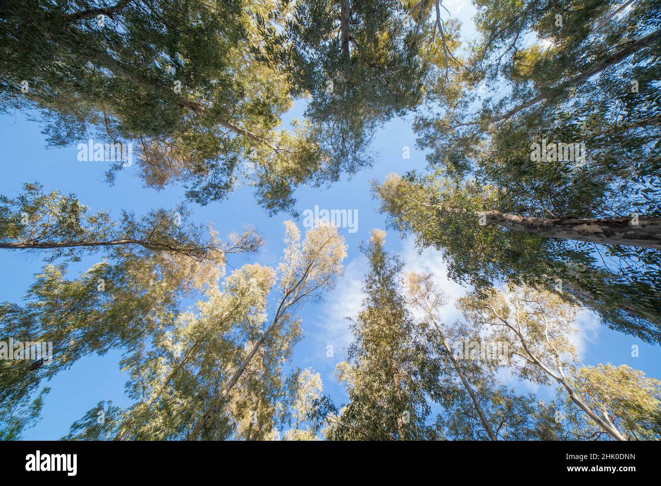 Eukalyptushain in der Nähe des Guadiana-Flusses, Extremadura, Spanien. In Spanien eingeführter Baum für die Herstellung von Holz. Stockfoto