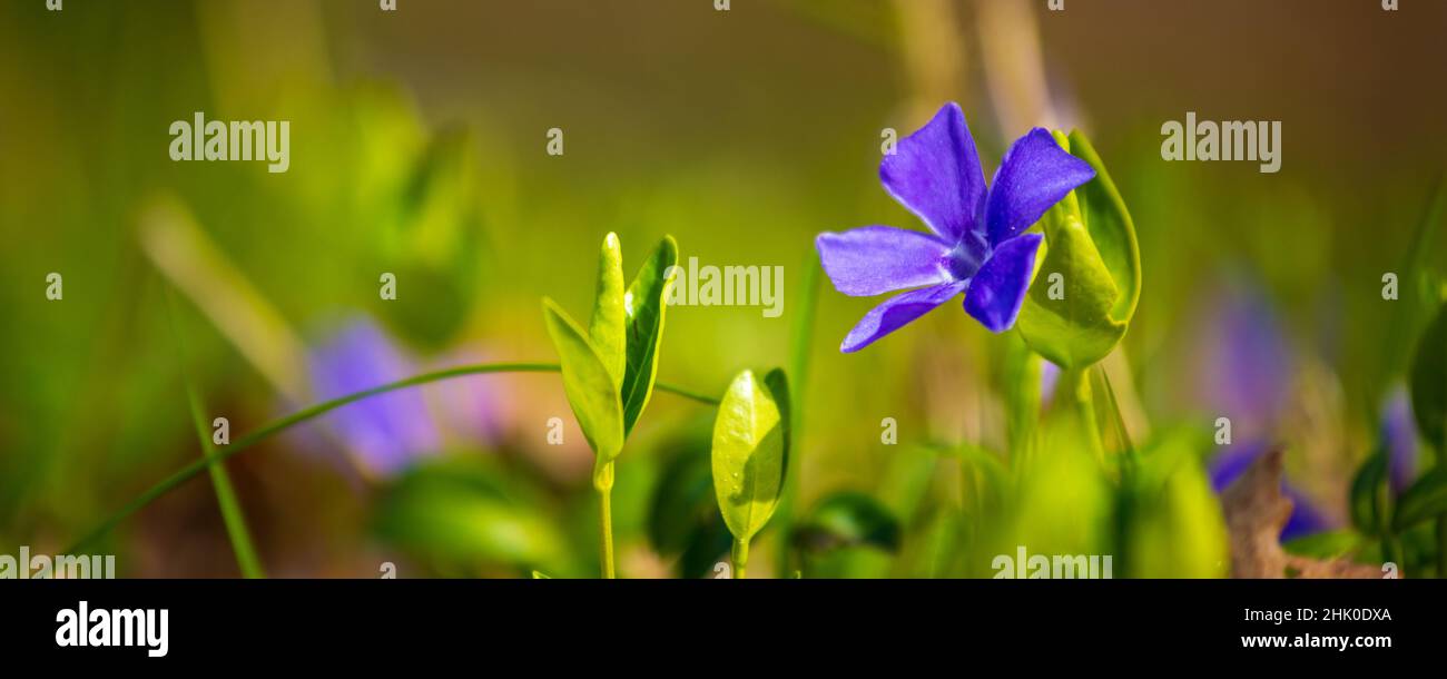 Hintergrund mit Vinca major, oder bigleaf periwinkle. Große periwinkle, größere periwinkle und blauen periwinkle Boden decken Pflanzenfamilie Apocynaceae Stockfoto