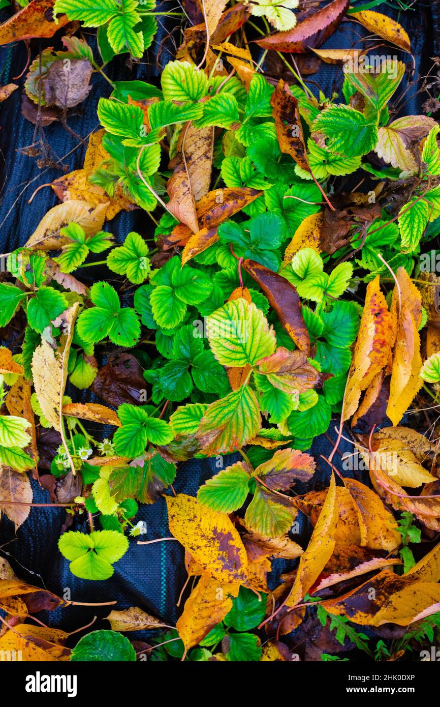 Erdbeerpflanze mit Herbstbaumblättern bedeckt Stockfoto
