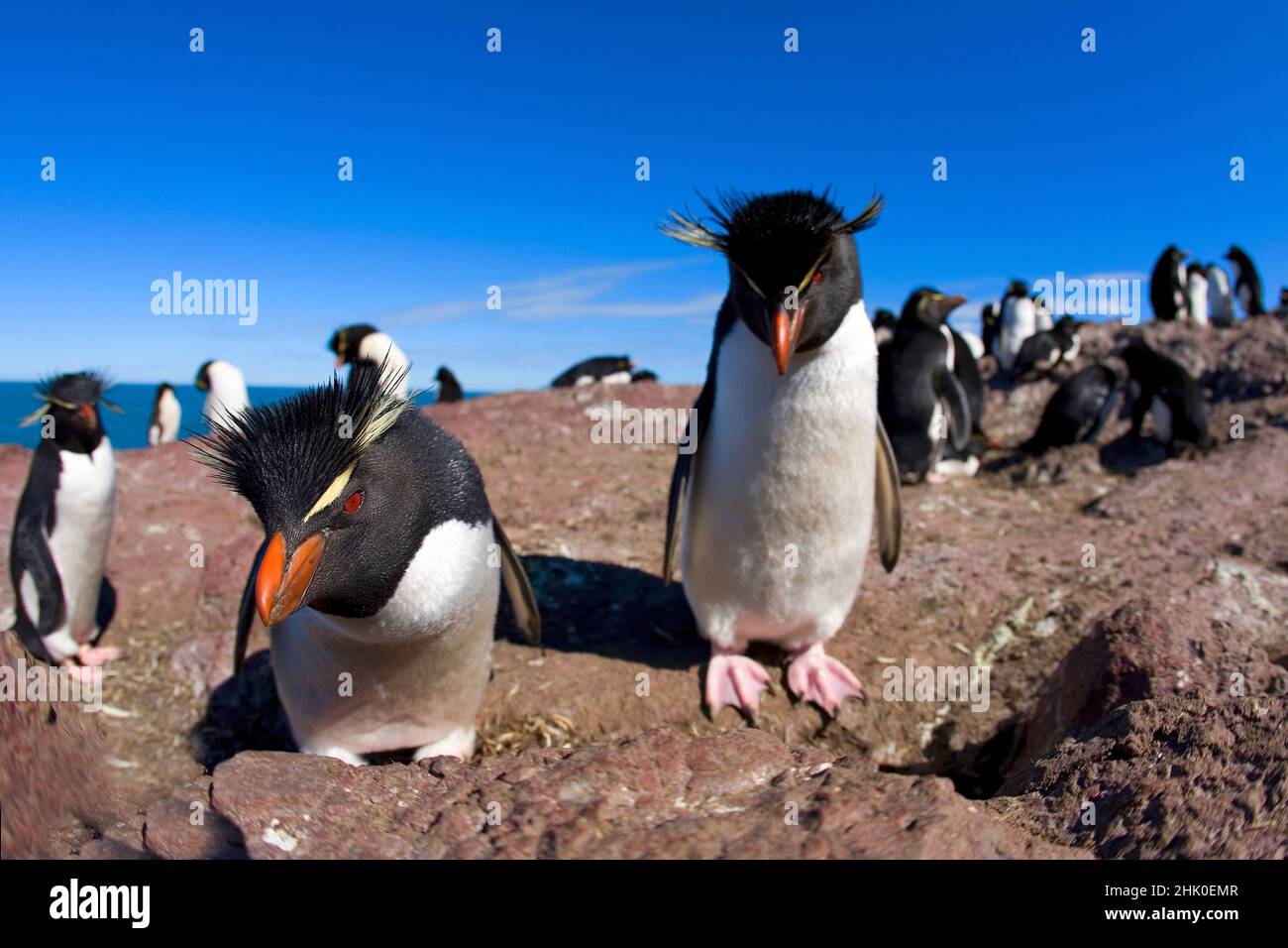Rockhopper Pinguin, Eudytes chrysocome, Patagonien, Argentinien Stockfoto