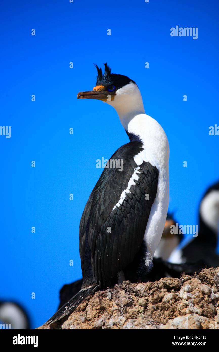 Imperial Shag, Imperial Cormorant, Patagonien Argentinien Stockfoto