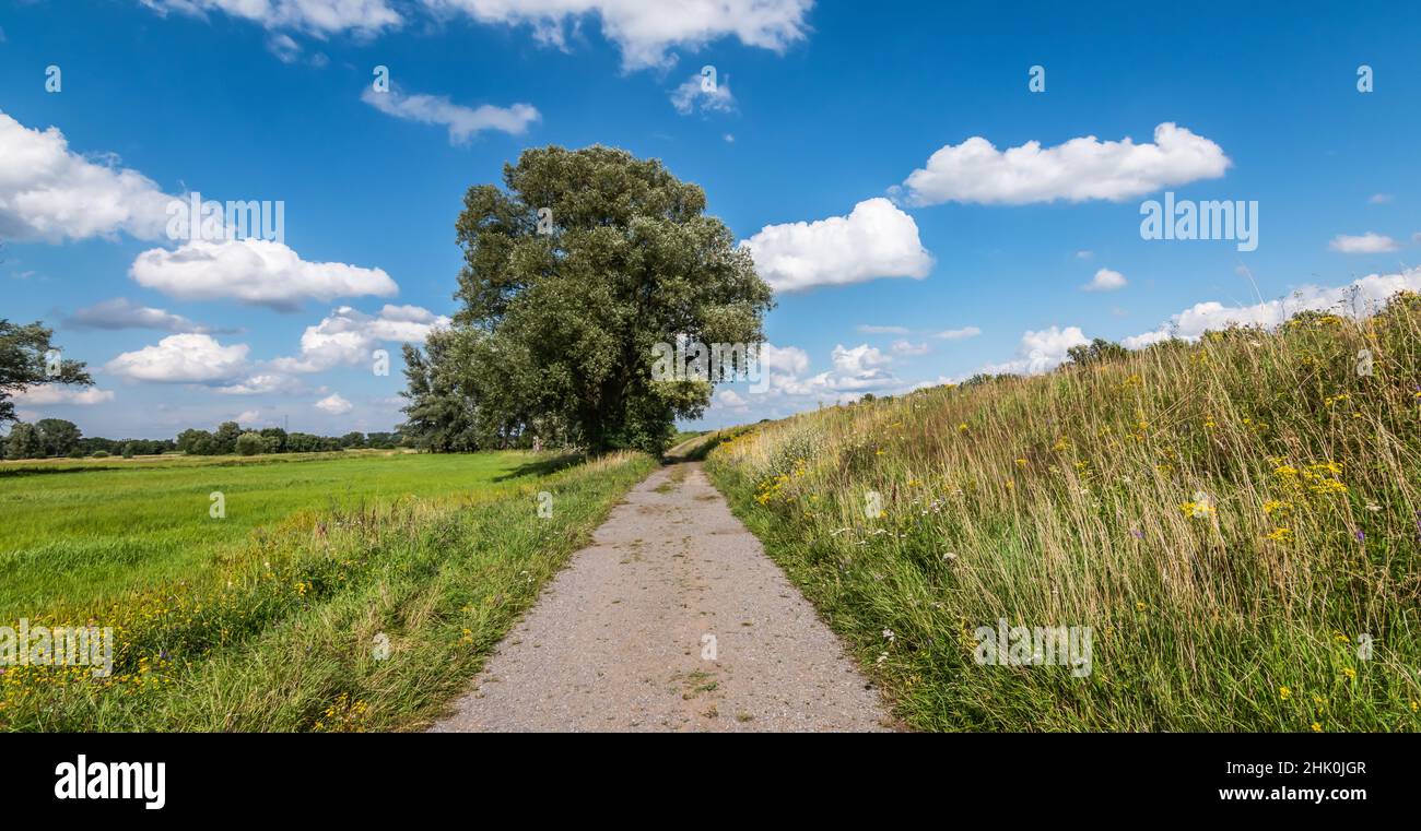 Wanderweg mit Baum im Feld in Belgien. Stockfoto