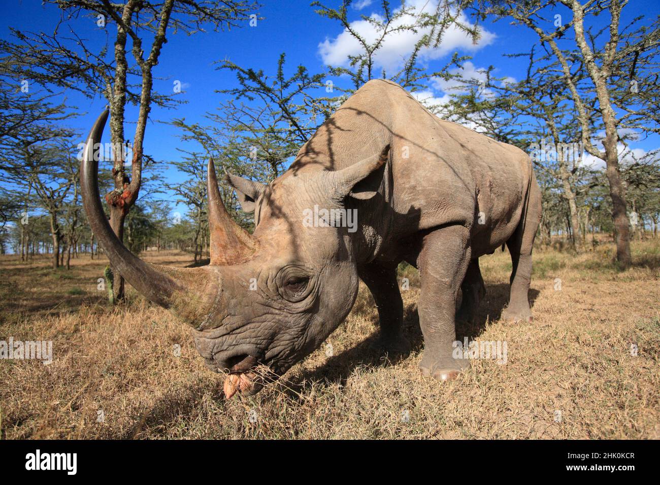 Black Rhinoceros Portrait, Sweet Water Reserve Kenia, Afrika Stockfoto