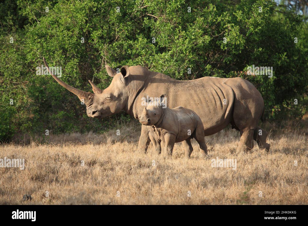 Weiße Rhinozeros Mutter mit ihrem Kalb, Long Horn, Kenia Stockfoto