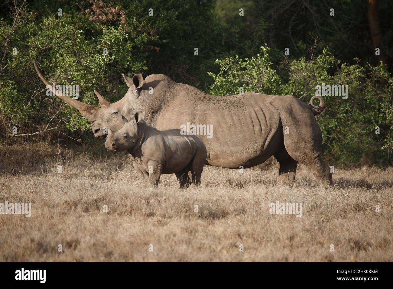 Weiße Rhinozeros Mutter mit ihrem Kalb, Long Horn, Kenia Stockfoto