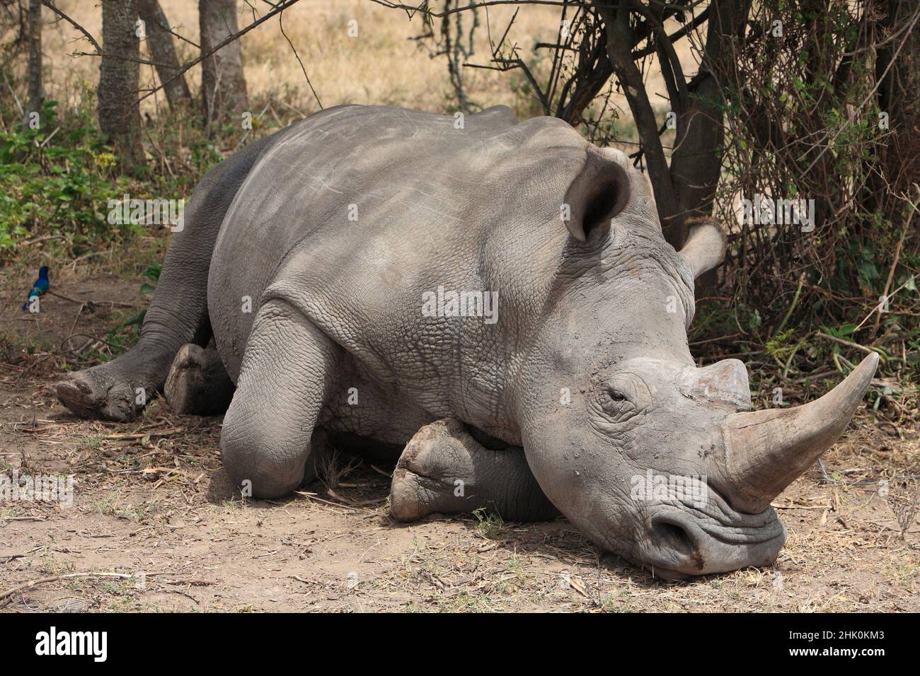 Weiße Nashorn, schlafen im Schatten, Kenia, Afrika Stockfoto