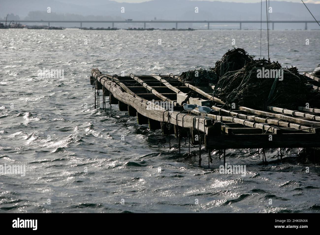 Muschelfloß in der Arousa-Mündung Stockfoto