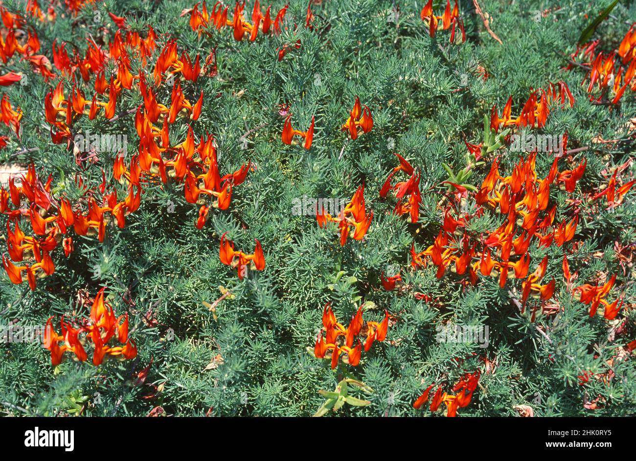 Picopaloma, der Papageienschnabel oder Korallenstein (Lotus berthelotii) ist ein ausdauerndes, auf Teneriffa, den Kanarischen Inseln, Spanien, endemisches Kraut. Orangefarbene Blüten Stockfoto