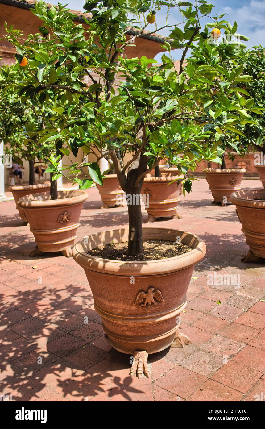 Der Orangengarten im berühmten Schloss Estense (Castello Estense) von Ferrara (UNESCO) Stockfoto