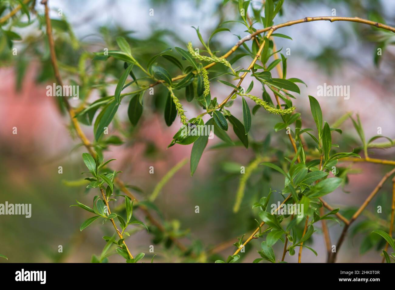 Grüne Weidenzweige mit Blättern. Es ist eine Fliege auf dem Blatt. Stockfoto