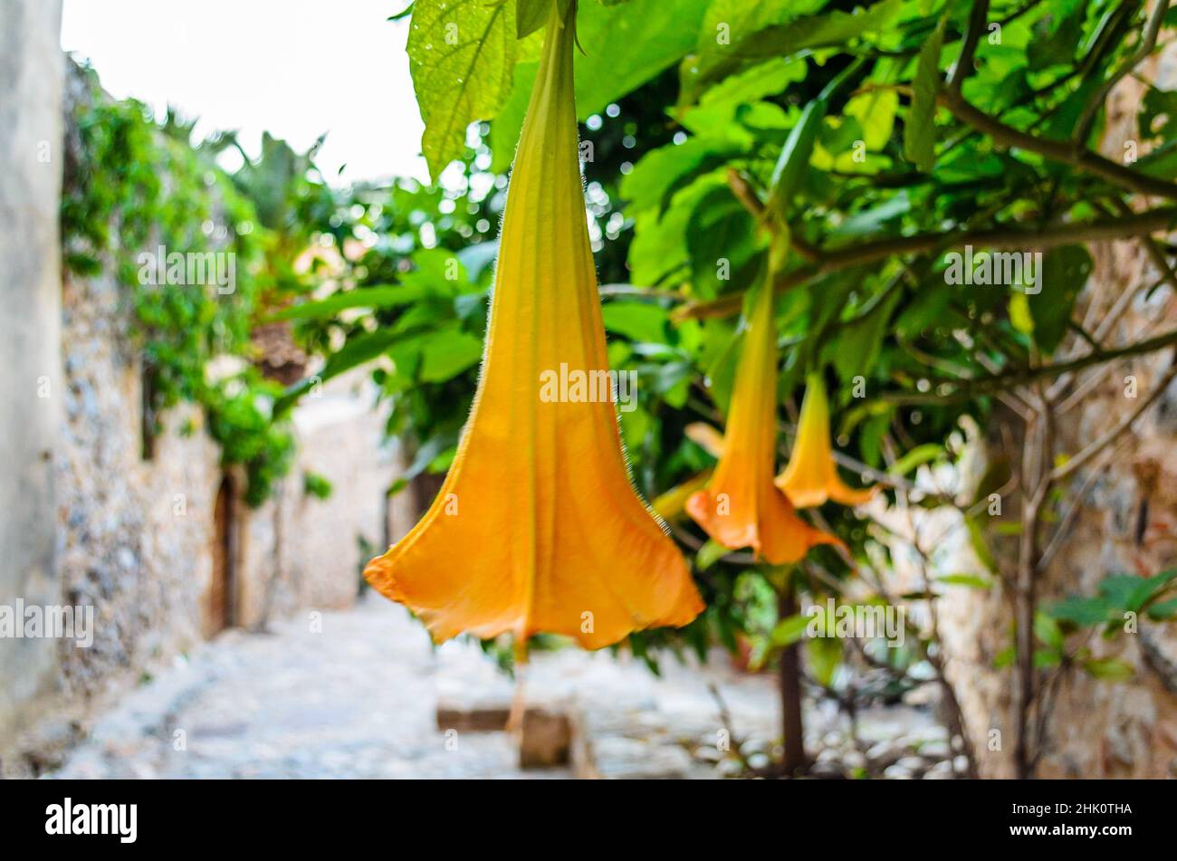 Schöne orange gelbe Glockenförmige Blumen, die an alten Mauern in einer mittelalterlichen Allee auf der Insel Monemvasia, Griechenland, hängen. Stockfoto