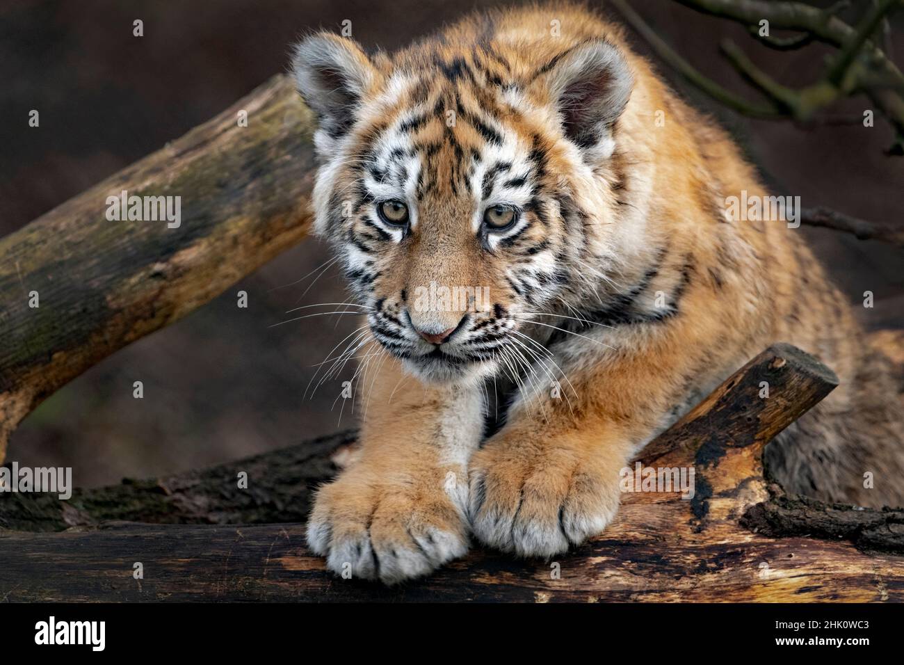 Amur Tiger Cub (Panthera tigris altaica) schaut in die Kamera Stockfoto