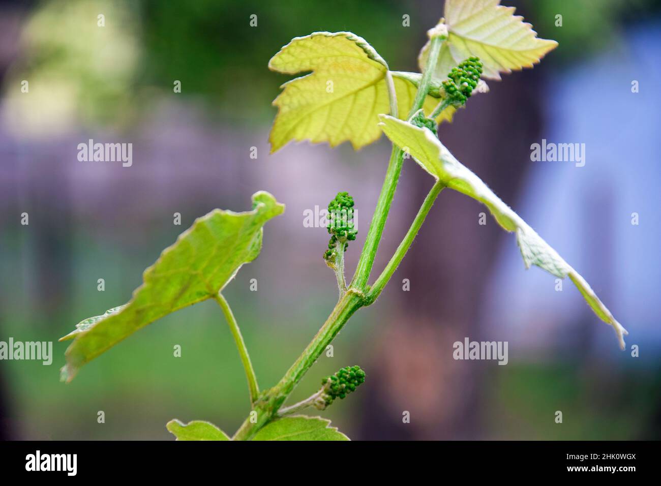 Junge Weinrebe mit kleinen grünen Trauben auf verschwommenem Hintergrund. Knospen, Früchte. Ansicht von unten. Nahaufnahme. Selektiver Fokus. Speicherplatz kopieren. Stockfoto