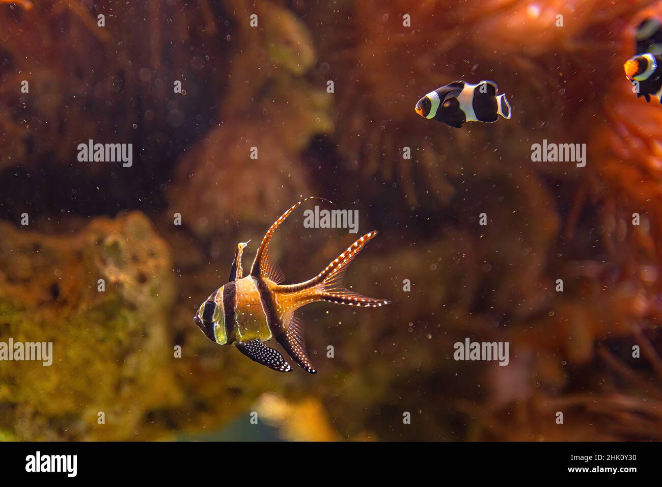 Banggai-Kardinalfisch und Saddleback-Anemonefisch. Amphiprion polymnus und Pterapogon kauderni Arten, die im östlichen Indischen Ozean und im Westen leben Stockfoto