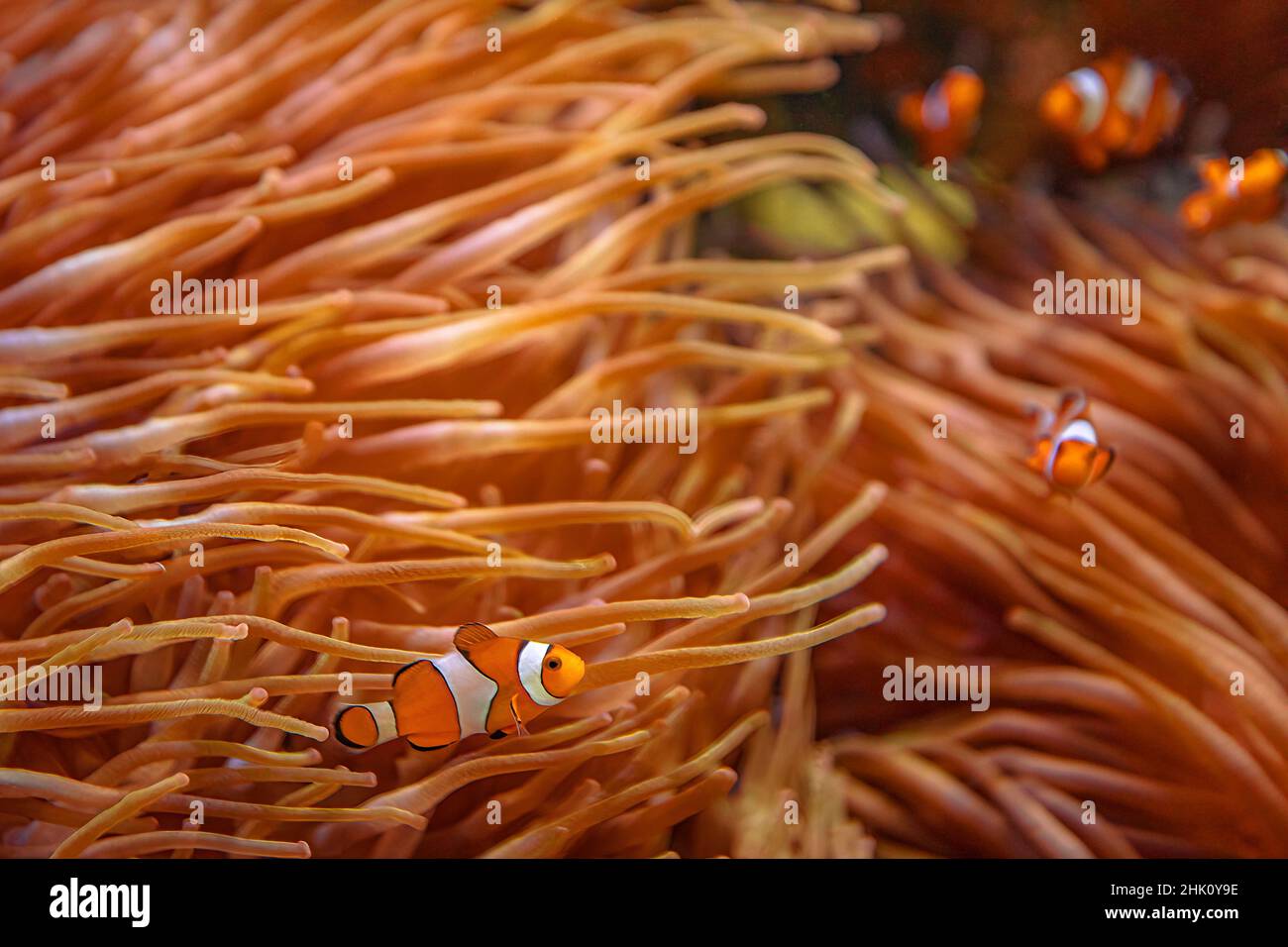 Orange Clownfische mit Anemone im Korallenriff. Amphiprion ocellaris Arten, die im östlichen Indischen Ozean und im westlichen Pazifischen Ozean, in Australien, leben Stockfoto