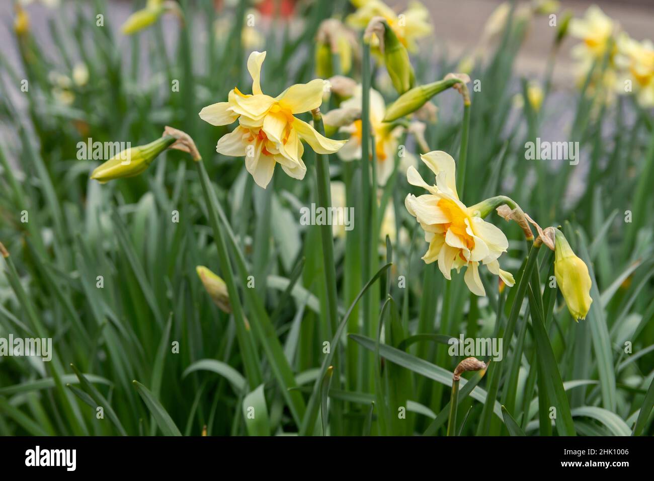 Doppelte Narzisse Pfirsich-Koblerblume Stockfoto