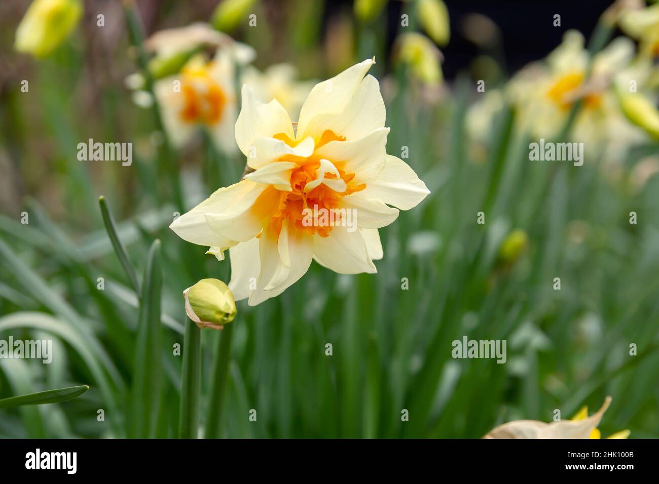 Doppelte Narzisse Pfirsich-Koblerblume Stockfoto