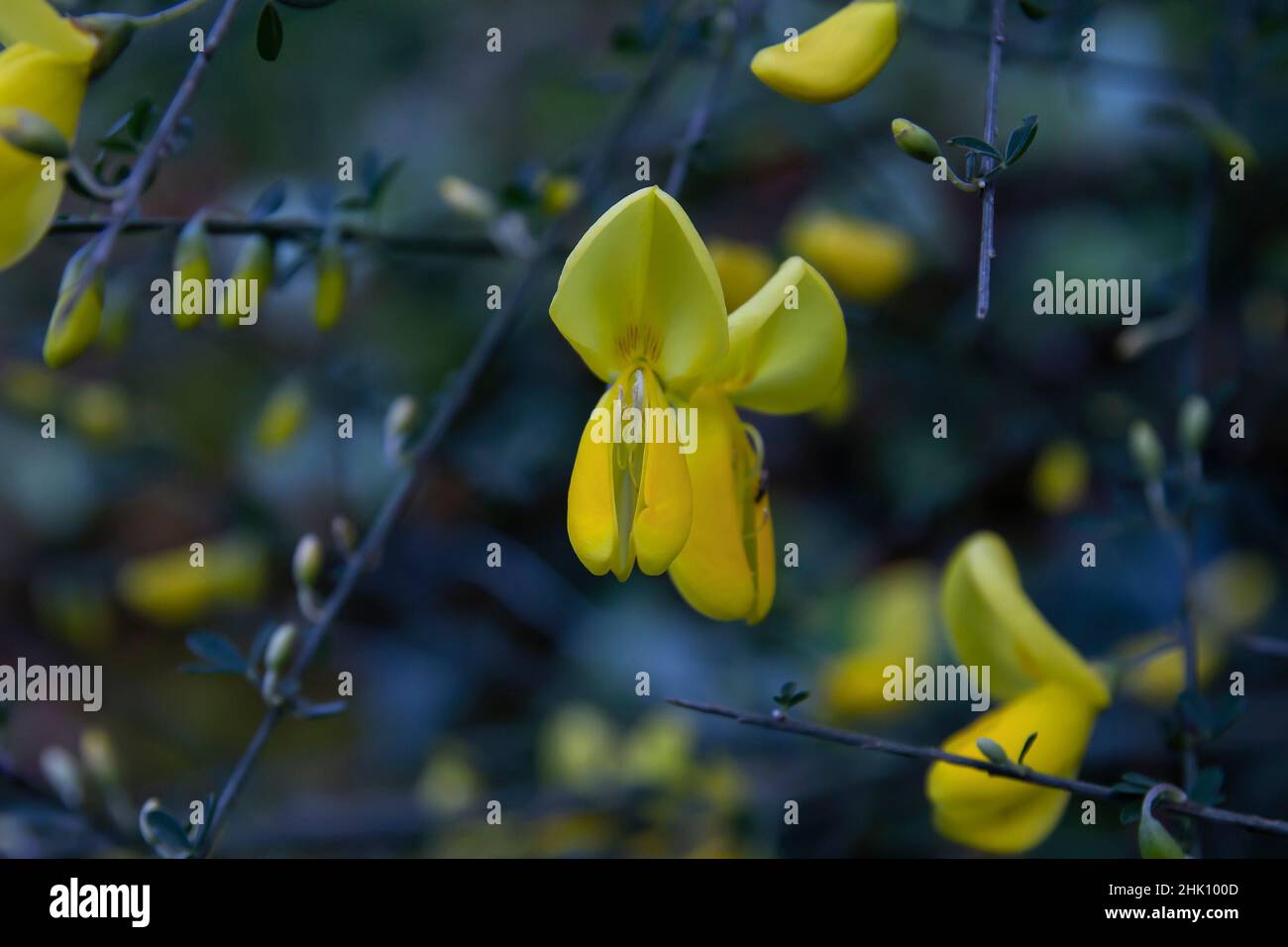 Schottischer Besen (Cytisus scoparius) gelbe Blüten Stockfoto