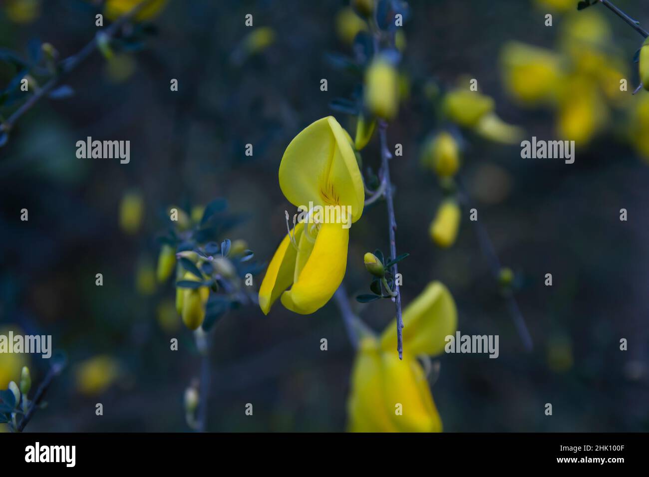Schottischer Besen (Cytisus scoparius) gelbe Blüten Stockfoto